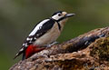 Pico picapinos ( Dendrocopos major ) Great Spotted Wood