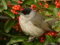 Curruca capirotada ( Sylvia atricapilla ) Blackcap
