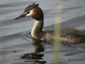 El somormujo lavanco (Podiceps cristatus)