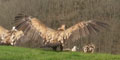 Buitre común ( Gyps fulvus ) Griffon Vulture