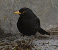 Mirlo común ( Turdus merula ) Blackbird
