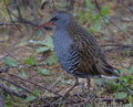 Rascón europeo ( Rallus aquaticus ) Water rail