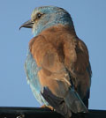 Carraca ( Coracias garrulus ) Roller