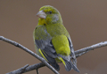 Verderón común ( Carduelis chloris ) Gree
