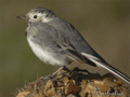 Lavandera blanca ( Motacilla alba ) White Wagtail