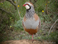 Perdiz roja ( Alectoris rufa ) Red-legged Partridge