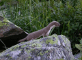 Comadreja ( Mustela nivalis vulgaris ) Least weasel