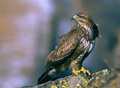 Busardo ratonero ( Buteo buteo ) Buzzard