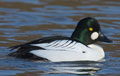 Porrón osculado ( Bucephala clangula ) Goldeneye