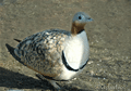 Ortega ( Pterocles orientalis ) Black-bellied Sandgrous