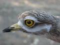 Alcaraván ( Burhinus oedicnemus ) Stone Curlew
