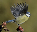 Herrerillo común ( Parus caeruleus ) Blue Tit