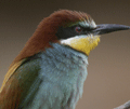 Abejaruco común ( Merops apiaster ) Bee-eater