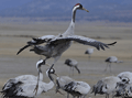Grulla común. Aves cantando y bailando