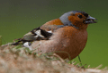 Pinzón vulgar ( Fringilla coelebs ) Chaffinch