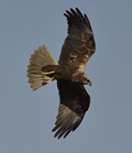 Aguilucho lagunero ( Circus aeruginosus ) Marsh Harrier