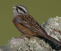 EScribano montesino / Emberiza cia ) Rock Bunting