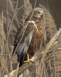Aguilucho lagunero ( Circus aeruginosus ) Marsh Harrier