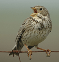 Triguero ( Miliaria calandra ) Corn Bunting