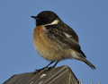 Tarabilla común ( Saxicola torquata ) Stonechat