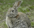 Conejo ( Oryctolagus cuniculus ) Rabbit