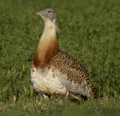 Avutarda ( Otis tarda ) Great Bustard