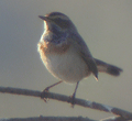 Pechiazul ( Luscinia svecica ) Bluethroat