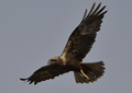 Aguilucho lagunero ( Circus aeruginosus ) Marsh Harrier