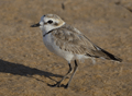 Chorlitejo patinegro ( Charadrius alexandrinus ) Kentis