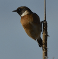TARABILLA COMÚN | STONECHAT | Saxicola torquata