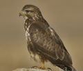 BUSARDO RATONERO | BUZZARD | Buteo buteo