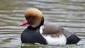 PATO COLORADO | RED-CRESTED POCHARD | Netta rufina
