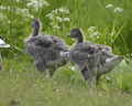 Ganso común ( Anser anser ) Greylag Goose