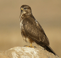 Ratonero común. Common Buzzard