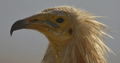 ALIMOCHE | EGYPTIAN VULTURE | Neophron percnopterus