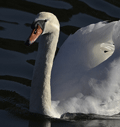 CISNE COMÚN | MUTE SWAN | Cygnus olor