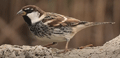 GORRIÓN MORUNO | SPANISH SPARROW | Passer hispan