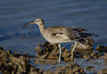 ZARAPITO TRINADOR | WHIMBREL | Numenius phaeopus