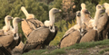 BUITRE COMÚN | GRIFFON VULTURE | Gyps fulvus ela