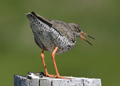 ARCHIBEBE COMÚN | REDSHANK | Tringa totanus
