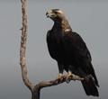 AGUILA IMPERIAL | IMPERIAL EAGLE | Aquila adalberti