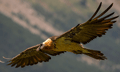 QUEBRANTAHUESOS | BEARDED VULTURE | Gypaetus barbatus