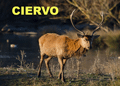 CIERVO ROJO | RED DEER | Cervus elaphus