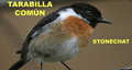 TARABILLA COMÚN | STONECHAT | Saxicola torquata