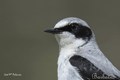 COLLALBA GRIS | NORTHERN WHEATEAR | Oenanthe oenanthe