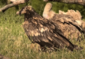 QUEBRANTAHUESOS | BEARDED VULTURE | Gypaetus barbatus