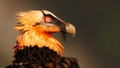 QUEBRANTAHUESOS  |  BEARDED VULTURE  |  Gypaetus barbat