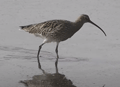 ZARAPITO REAL | CURLEW | Numenius arquata