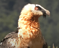 QUEBRANTAHUESOS | BEARDED VULTURE | Gypaetus barbatus