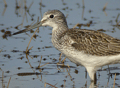 ARCHIBEBE CLARO | GREENSHANK | Tringa nebularia